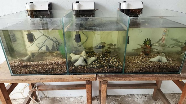 銅蘭校園水族箱